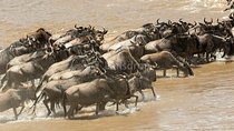 3 Days 2 Nights Masai Mara Joining Safari From Nairobi