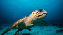 Cozumel Express 2-Tank Dives from Playa del Carmen/ Only for Certified Divers