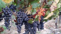 Program 3 days and 2 nights Santiago city and Vineyard 