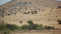 Small desert in 4x4