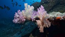 6 Dive Package at Ras Mohamed and Tiran Strait