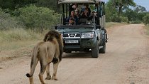3-Day Kruger National Park Open Vehicle Safari