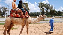 camel Agadir