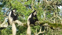 Day Tour to Arusha National Park
