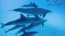 Dolphin House Reef Snorkeling Tour with Transfer - Marsa Alam