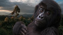  3 Day Gorilla Tracking in Bwindi Impentetrable National Park, Uganda 
