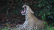 Witness the beauty of South Asian Wildlife For the budget price 