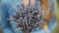 Maui Tour : Iao Valley, Hawaiian Distillery and Lavender Farm Tour