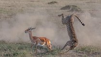 3 Days Safari in Masai Mara, Kenya 