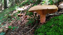 Foraging in the wild - day trip from Brasov