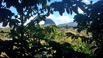  Guatape & Coffee Farm Tour & El Peñol Rock: The Best Combo