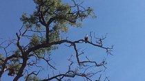 Chobe Full day Trip