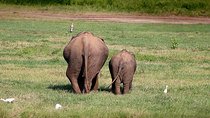 Private Jeep Safari at Kaudulla National Park