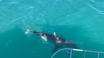 Shark Diving