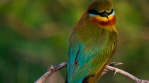 Morning Private Safari at Bundala Park by Yala La Safari Tours