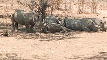 Short Rhino safari walk.