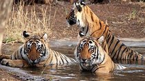 Kathmandu Pokhara & Chitwan Tour with Rafting -8 Days