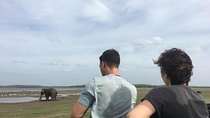 Private Jeep Safari at Minneriya National Park