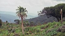 3 Days Bale Mountains Trekking