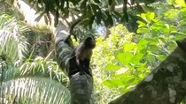 The Tijuca forest, the Jardim Bôtanico and their treasures