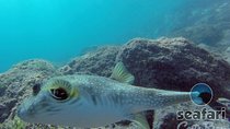 Snorkeling Costa Rica