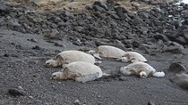 Custom Volcanoes National Park Tour with extra stops
