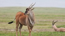 7 Days Tanzania Private Safari