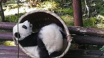 3 Days Chengdu Panda base and Leshan Buddha Visit with Cooking Class 