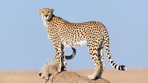 5 Days Kenya Budget Camping Safari Package 