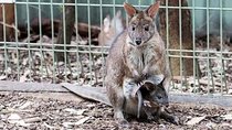 Blue Mountains Private Tour Sydney: Koala, Kangaroo, Scenic Views