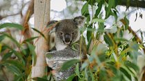 Kangaroo Encounter & Aboriginal Rock Arts Half-Day Trip from Sydney
