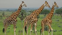 Two days sipi falls and Pian upe Nataional Game reserve in Uganda