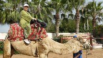 Agadir Majestic Dromedaries: Discovering Morocco Desert Charm