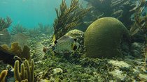 Reef and Cenote Snorkeling Experience