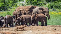 7 Day Garden Route to Addo, Cape Point and Winelands Combo tour