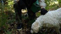 Mushroom or Truffle Hunting