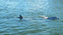 Guided Two Hour Boat Tour of the Indian River Lagoon
