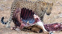 Jhalana Guided Leopard Safari - Jaipur