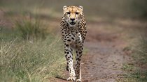 Nairobi: 3-Day Maasai Mara Safari with Meals and Guide