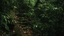 The village crossing and forest hike to old waterfalls – Makandawa Rainforest