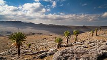 8 Days Trekking Bale Mountains