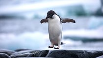 The Peninsula and Cape of Good Hope Full Day Tour in Cape Town
