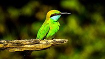 2 Days Tour to Udawalawe & Yala National Park From Negombo