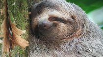 Naturalist Walk in Manuel Antonio National Park