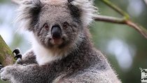 Penguin and Australian Animals Private Tour