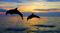 Dolphin North Bali Tour