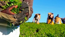 Nairobi to Kiambethu Tea Farm Tour