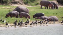 1 Day Akagera Game Drive Safari 