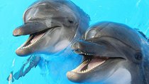 Dolphin Watch (2hours) :Muscat Tours