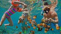 Dolphin Watching and Snorkeling Tour from Muscat